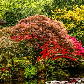 Japanse tuin van Henny Buis