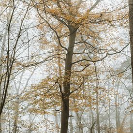 Arbre dans le brouillard sur Tessa in Focus