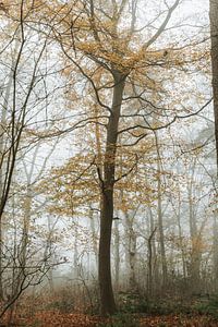 Arbre dans le brouillard