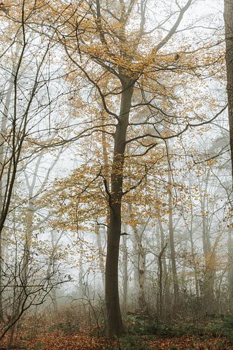 Arbre dans le brouillard sur Tessa in Focus