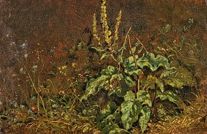 Stauden (Königskerzen und Gräser), CARL SPITZWEG, Um 1845-1850