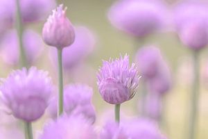 Lila Blumen, Botanischer Druck, Schnittlauch