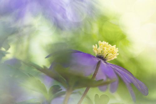 Happiness van Bob Daalder