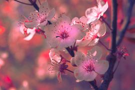 Blossom macro by Claudia De Vries