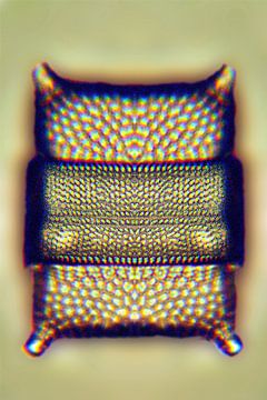 Diatom gold by appie bonis