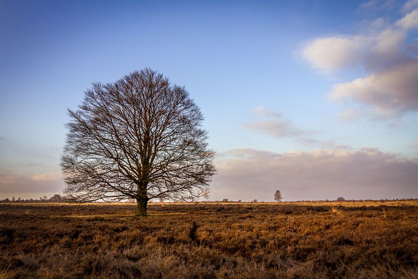 L'arbre sur la lande de Ginkel par Robbert van Rijsewijk