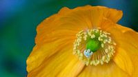 Close-up oranje schijnpapaver