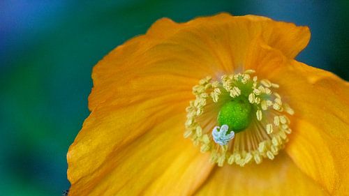 Close-up orange mock poppy
