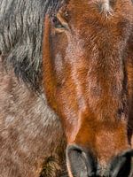 Portret van een paard