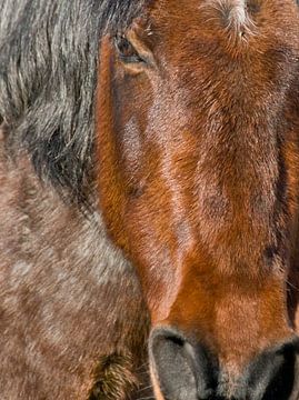 Portret of a horse von Brenda Gonzalez