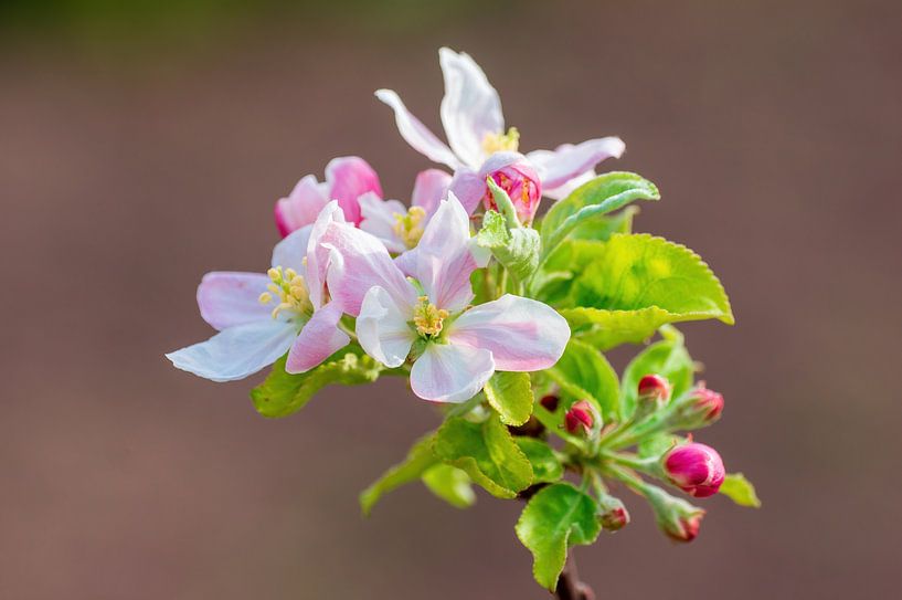 Tak met bloesem van een appelboom van Mario Plechaty Photography
