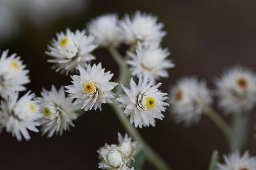 Edelweiss, wat ben je mooi anaphalis triplinervis