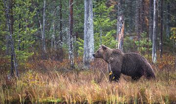 Brown bear by Ron Frenken
