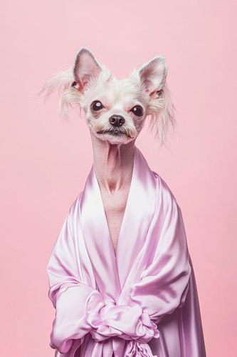 Chinese kuifhond