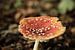 Rode paddenstoel in het bos | Nederland | Natuur- en Landschapsfotografie van Diana van Neck Photography