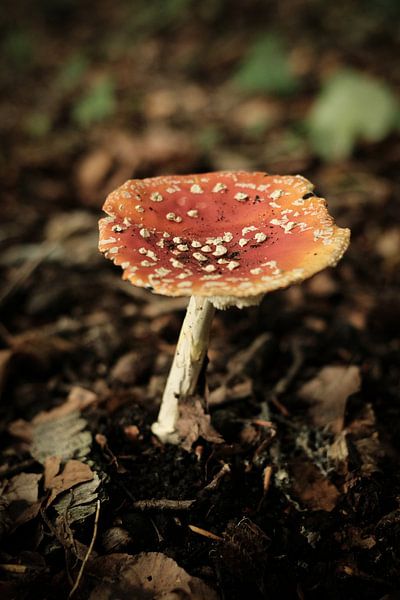 Roter Pilz im Wald | Naturfotografie von Diana van Neck Photography