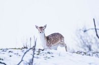 Damhirsch läuft im Schnee von Anne Zwagers Miniaturansicht