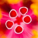 Hibiscus bloem von Raymond Schrave Miniaturansicht