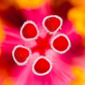 Hibiscus bloem van Raymond Schrave