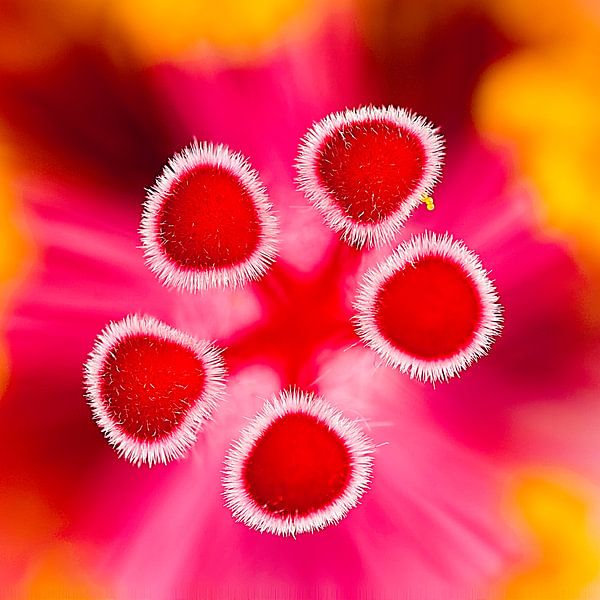 Hibiscus bloem von Raymond Schrave