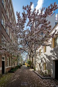 Magnolia en fleur