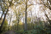 Typische Nederlandse bossen in Oirschot