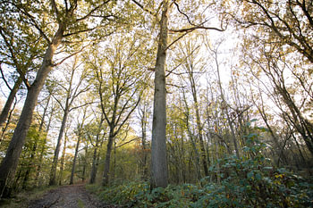 Typical Dutch forests in Oirschot