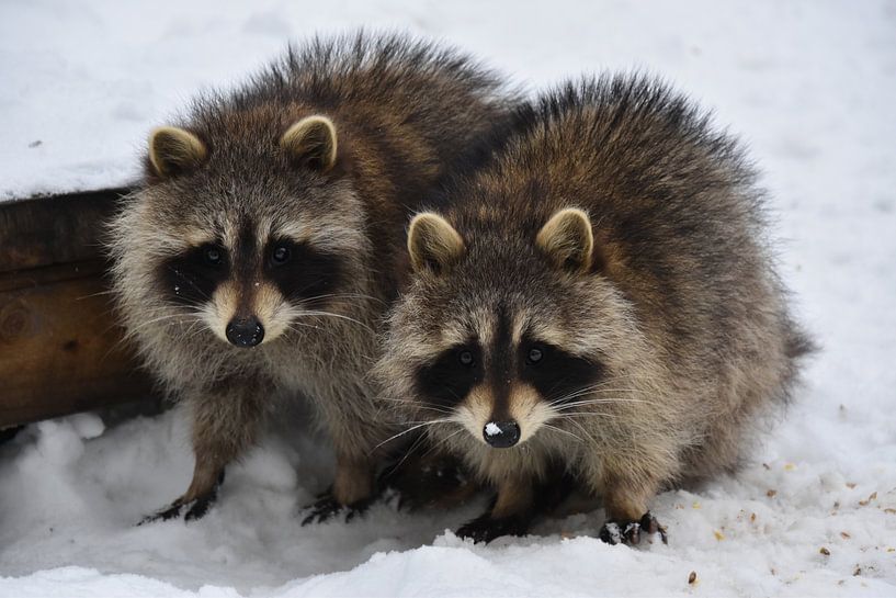 Des ratons laveurs au printemps par Claude Laprise