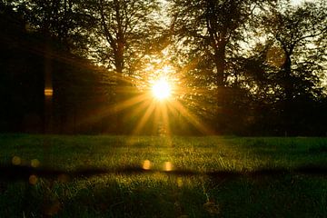 Herfst bosweide zonsondergang op de Veluwe van Sjoerd van der Wal Fotografie