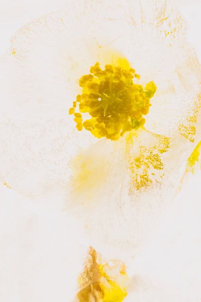 Christrose in Eis 3 von Marc Heiligenstein