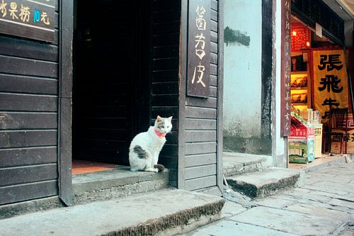 Droevige kat in de straten van Chongqing