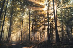 Zonlicht - Zonnestralen verlichten een bospad van Catrin Grabowski