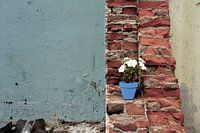 The blue flower pot.