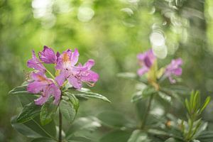 Rhododendron in märchenhafter Atmosphäre