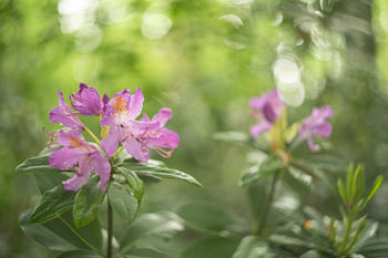 Rhododendron in märchenhafter Atmosphäre