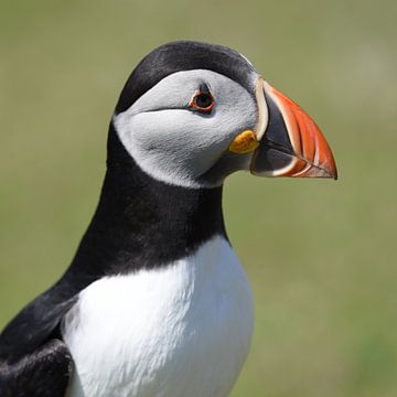 Wildlife: Portret van Papegaaiduiker, Fair Isle, UK van Rini Kools