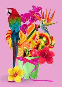 Candy birds