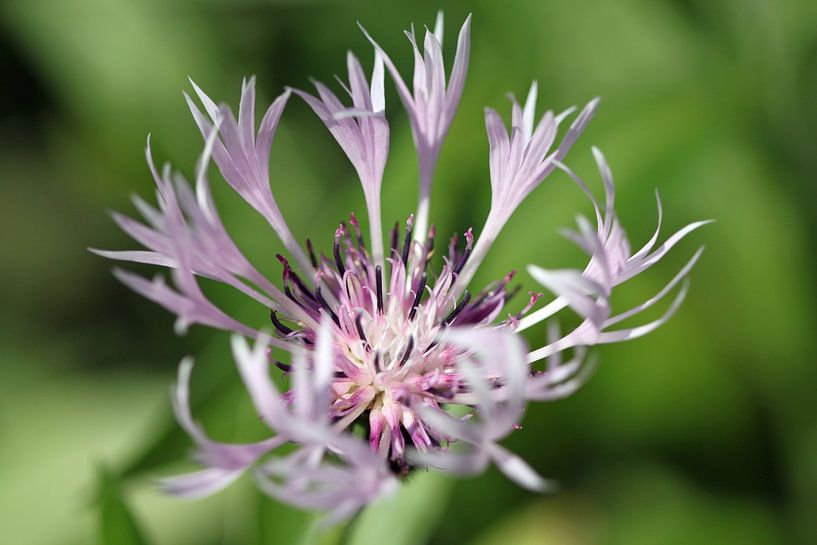 paarse bloem van Klaase Fotografie