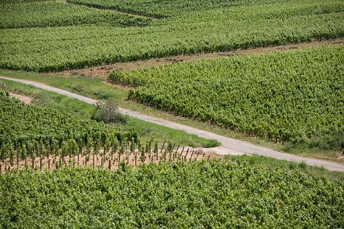Zigzag door de wijngaard