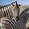 Schitterende Zebra's op Afrikaanse vlaktes van Original Mostert Photography