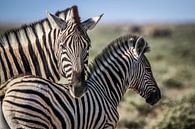 Atemberaubende Zebras auf afrikanischen Ebenen von Original Mostert Photography Miniaturansicht