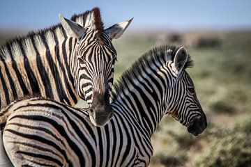 Atemberaubende Zebras auf afrikanischen Ebenen von Original Mostert Photography