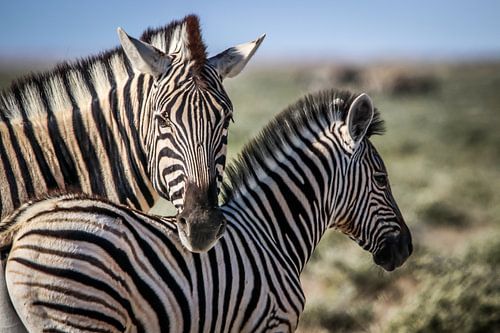 Beautiful Zebras on African plains by Original Mostert Photography