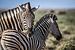 Schitterende Zebra's op Afrikaanse vlaktes van Original Mostert Photography