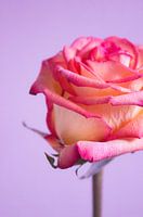 Pink Rose