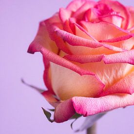 Pink Rose by Gerdy Bovenschen-Langeveld