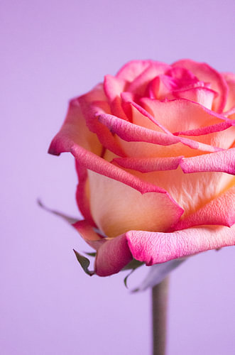 Roze Roos