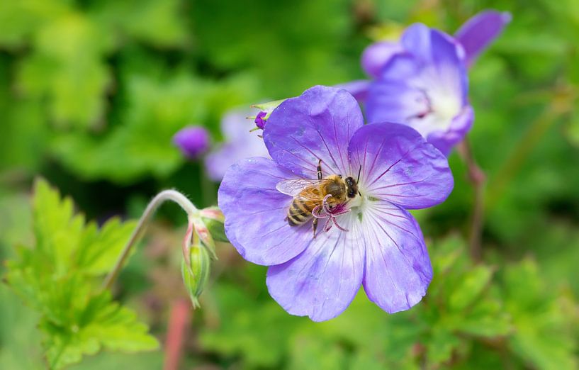 Blue flowers macro by Bo Valentino