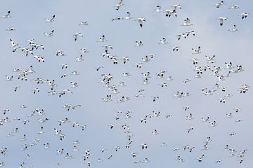 Flight of avocets by Anja Brouwer Fotografie