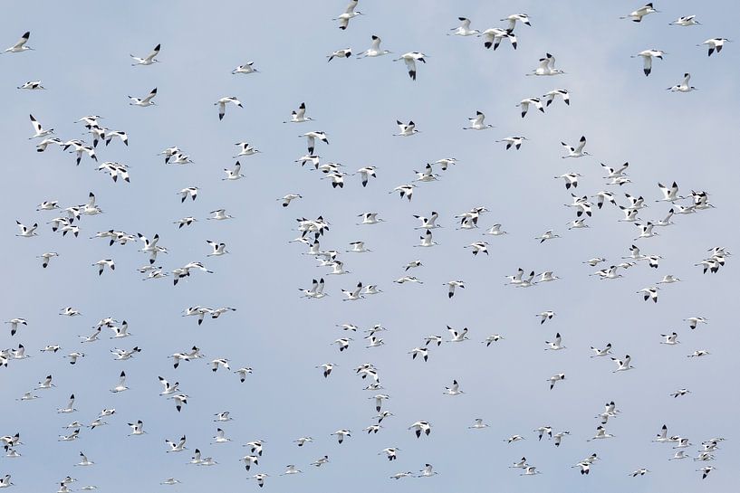 Flug der Säbelschnäbler von Anja Brouwer Fotografie
